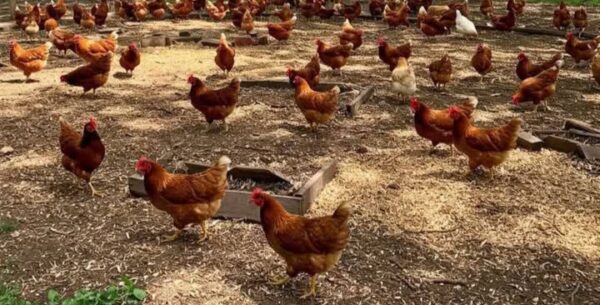 Improved kienyeji chicken