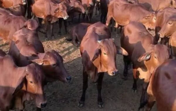 Boran and Sahiwal bulls